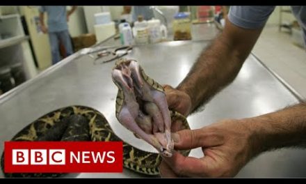 Venom from one of Brazil’s largest snakes could be used to fight Covid – BBC News